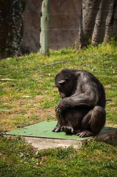 Szympans w Lizbonie zoo — Zdjęcie stockowe