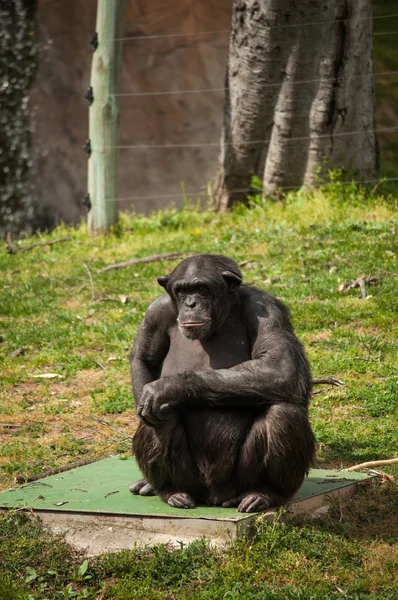 Schimpanse im Zoo von Lissabon — Stockfoto