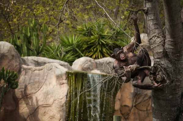 Schimpanse im Zoo von Lissabon — Stockfoto