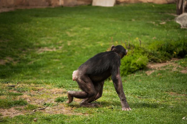 リスボン動物園でチンパンジー — ストック写真