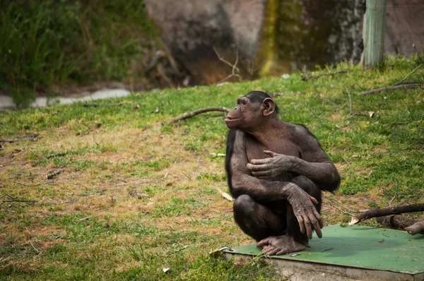 Chimpansee in Lissabon dierentuin — Stockfoto