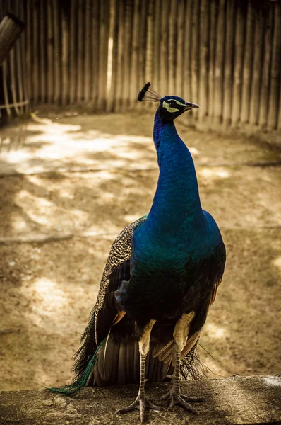 Lisbon zoo peacock — Stok fotoğraf