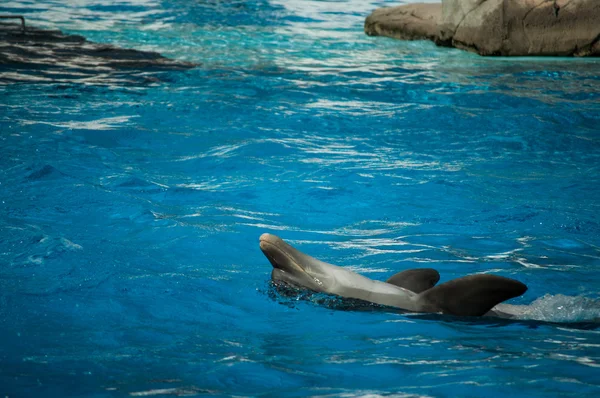 Delfin im Zoo von Lissabon — Stockfoto