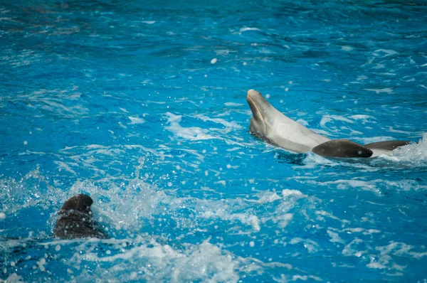 Golfinhos no Zoológico de Lisboa — Fotografia de Stock
