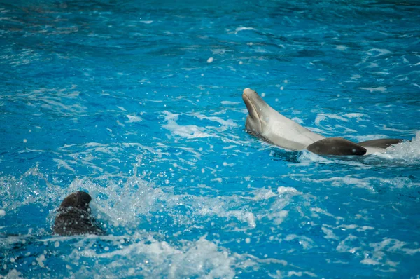 リスボン動物園のイルカ — ストック写真