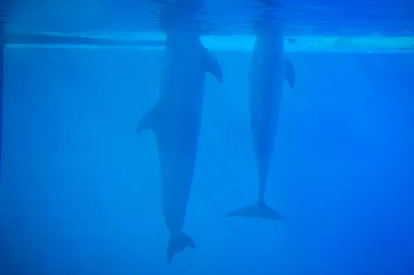 Дельфіни в Лісабоні зоопарк — стокове фото