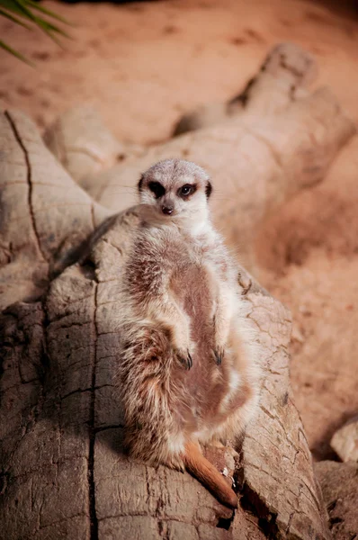 El suricate o suricate en el Zoológico de Lisboa —  Fotos de Stock