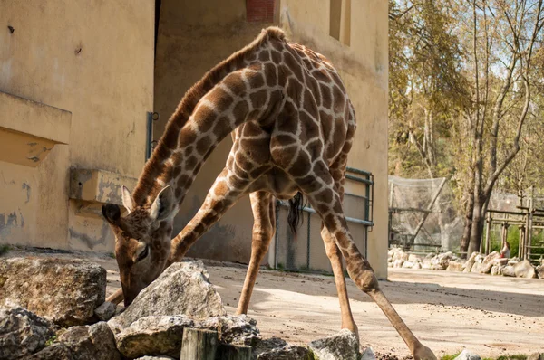Giraffe in Lisbon Zoo — Stock Photo, Image
