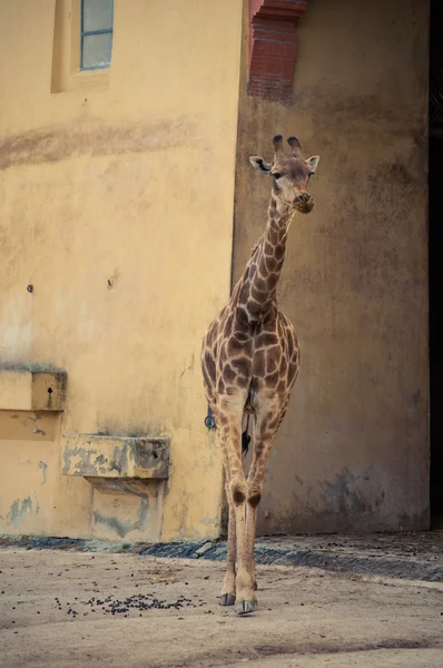 Żyrafa w zoo w Lizbonie — Zdjęcie stockowe