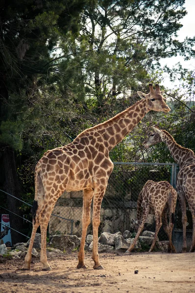 Žirafa v Lisabonské zoo — Stock fotografie