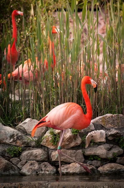 Flamingo in Lissabon dierentuin — Stockfoto