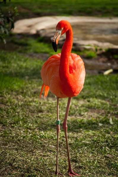 Flamant rose au zoo de Lisbonne — Photo