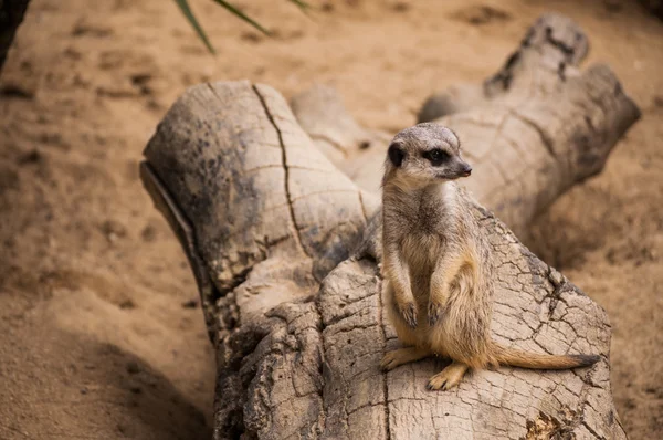 El suricate o suricate en el Zoológico de Lisboa —  Fotos de Stock