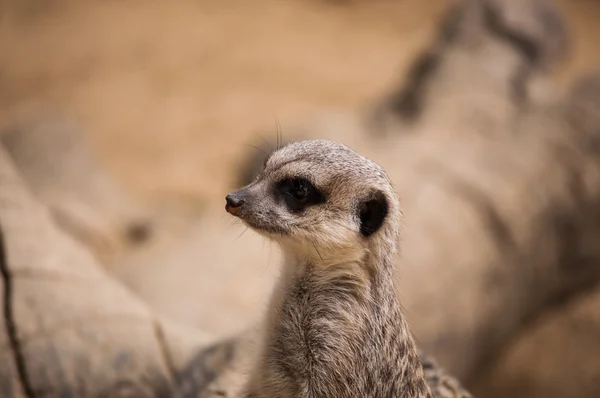 El suricate o suricate en el Zoológico de Lisboa —  Fotos de Stock