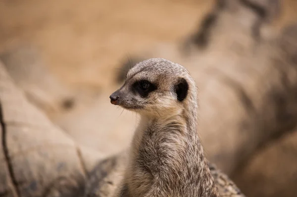 El suricate o suricate en el Zoológico de Lisboa —  Fotos de Stock