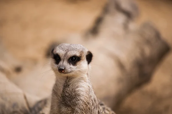 El suricate o suricate en el Zoológico de Lisboa —  Fotos de Stock