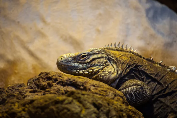 Lagarto — Fotografia de Stock