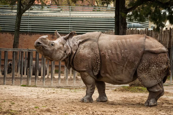 Rinoceronte indiano con una corna — Foto Stock