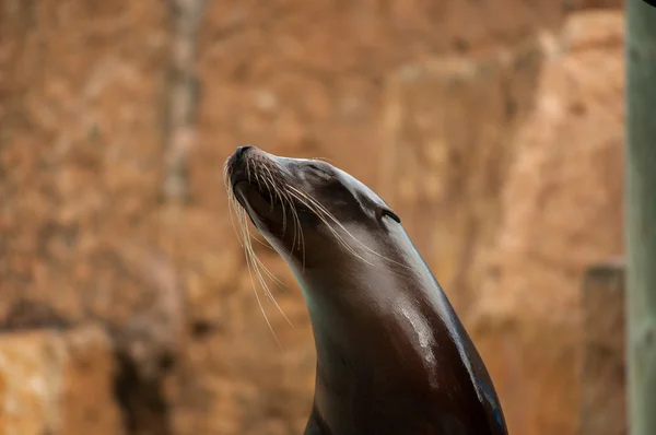 Seelöwe — Stockfoto