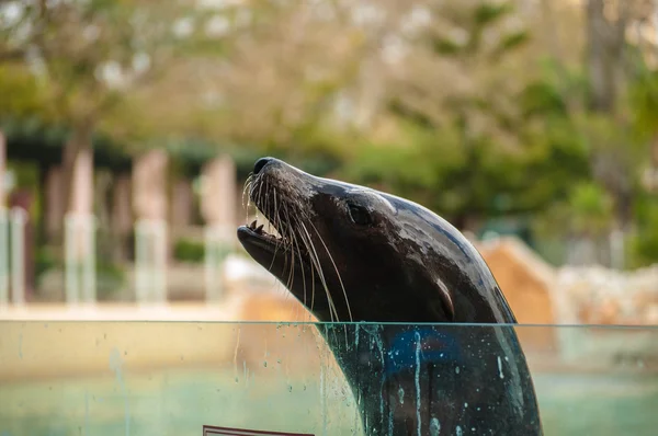 Seelöwe — Stockfoto