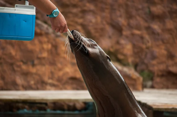 Seelöwe — Stockfoto