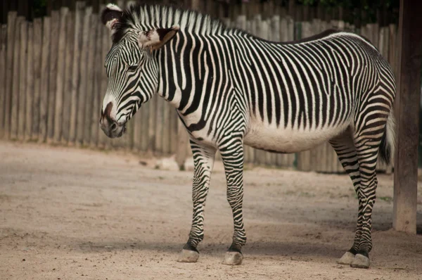 Zebra in Lisbon Zoo — Stock Photo, Image