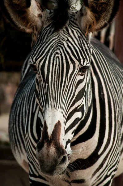 Zebra w Lizbonie zoo — Zdjęcie stockowe