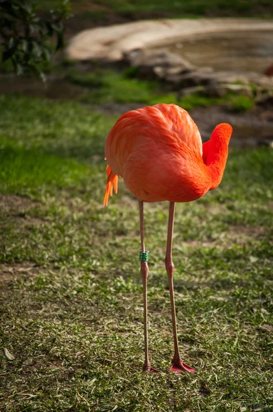 Flamingo in Lisbon Zoo — Stock Photo, Image