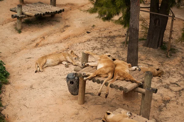 Leões no Jardim Zoológico de Lisboa — Fotografia de Stock
