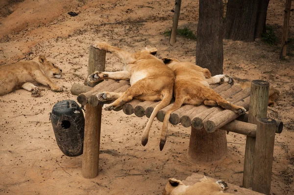 Leões no Jardim Zoológico de Lisboa — Fotografia de Stock