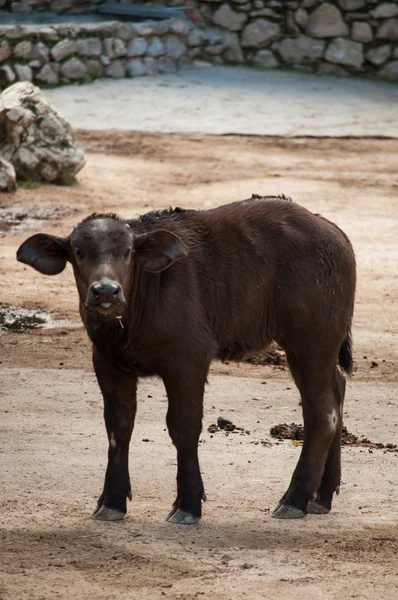 Búfalo em Jardim Zoológico de Lisboa — Fotografia de Stock