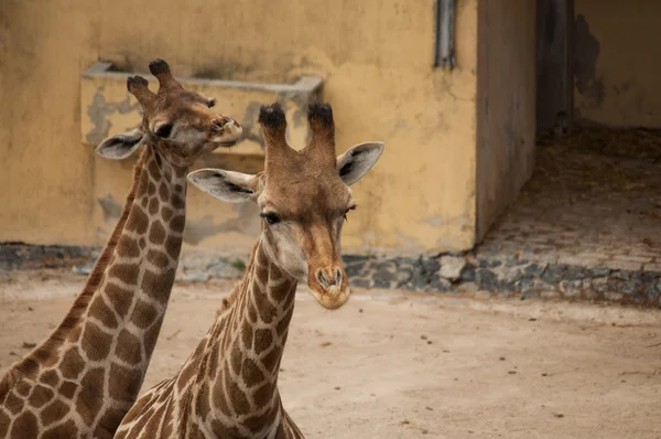 Two giraffes — Stock Photo, Image