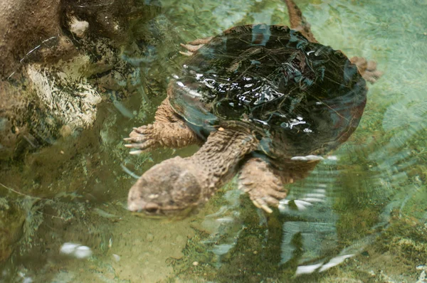 수영 거북 — 스톡 사진