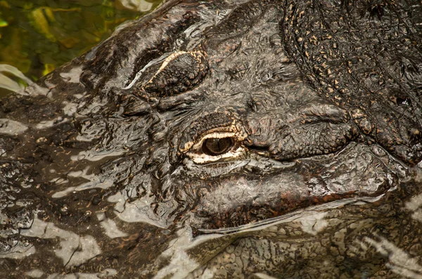 Alligator — Stok Foto