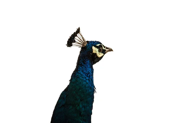 Pfau — Stockfoto