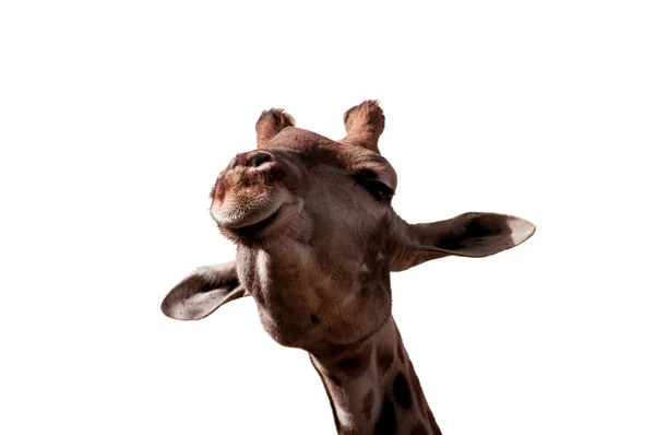 Giraffe — Stock Photo, Image