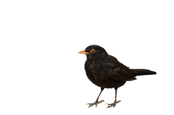 Izole siyah kuş — Stok fotoğraf