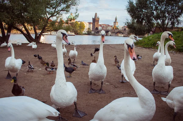 Prague — Stock Photo, Image