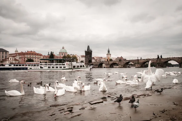 PRAGA —  Fotos de Stock