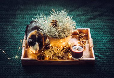  Dekoratif Gümüş rengi Yastık Çalı, Calocephalus Bronii veya Leucophyta. Çam kozalakları, sicim ışıkları ve şirin kobay Cavia Porcellus ile süslenmiş Noel süsleri..