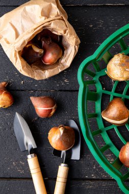 Lale dikme sepetinin üstünde kahverengi kağıt torbada lale soğanları var. Siyah ahşap bahçe arka planı.