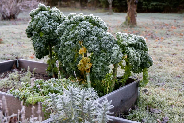 Kapusta Kapustová Nebo Listové Zelí Brassica Oleracea Venku Konci Podzimu — Stock fotografie