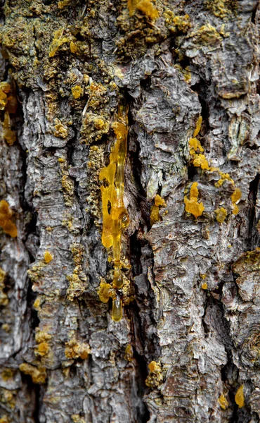 Gelbe Fichte Picea Abies Harz Freien Winter Für Alternative Medizin — Stockfoto