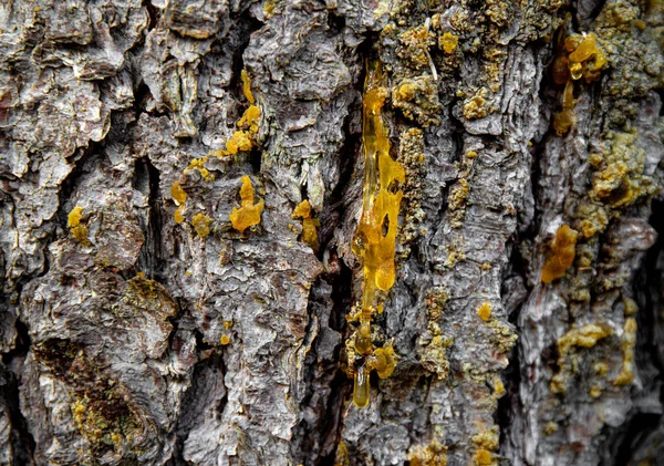 Żółty Świerk Picea Abies Żywicy Zewnątrz Zimie Stosowany Medycynie Alternatywnej — Zdjęcie stockowe