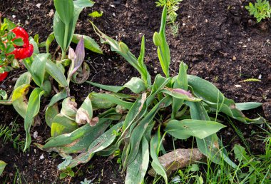 Botrytis tulipae, lalelerin lale yangınına (Tulipa) neden olan bir mantardır. İlkbaharda hasarlı lale yapraklarının görüntüsünü kapat.
