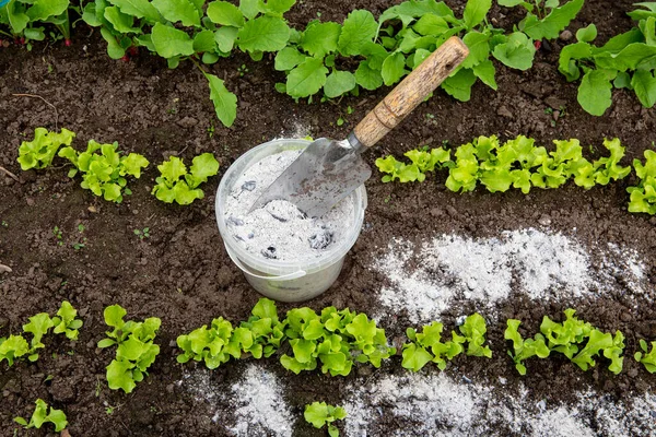 Using Wood Burn Ash Small Garden Shovel Lettuce Herbs Non — Fotografia de Stock