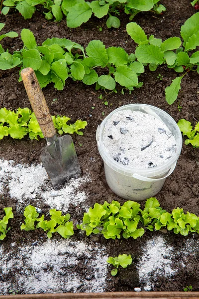 Using Wood Burn Ash Small Garden Shovel Lettuce Herbs Non — Fotografia de Stock