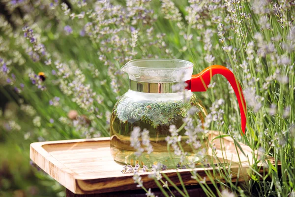 Clear Glass Transparent Tea Jug Freshly Picked Lavender Blossom Tea — стоковое фото