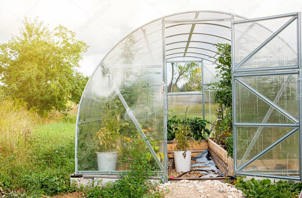 Exterior of home use new plastic greenhouse in warm summer day. Tomato plants growing inside, copy space.