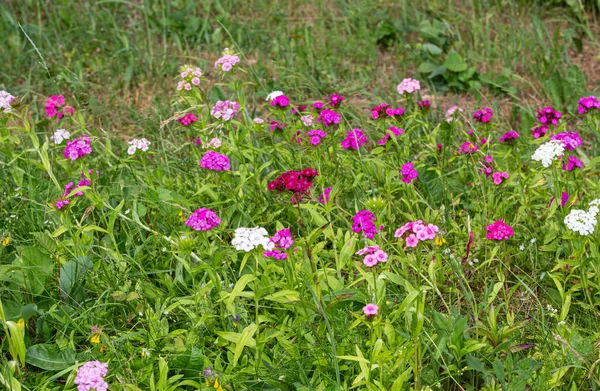 Dianthus Barbatus Γλυκά Λουλούδια William Ανθισμένα Ανθισμένους Εξωτερικούς Χώρους Καλοκαίρι — Φωτογραφία Αρχείου